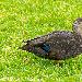Canard noir