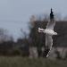 Mouette rieuse