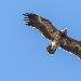 Aigle des steppes
