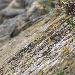 Linotte � bec jaune