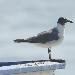 Mouette atricille