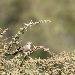Crat�rope �caill�
