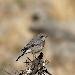 Traquet � queue noire