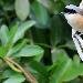 Pie-gri�che � bandeau