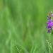 Orchis des marais