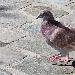 Pigeon biset (domestique y compris)