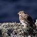 Bruant des neiges