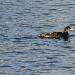 Plongeon imbrin