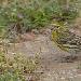 Serin cini