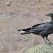 Corbeau brun