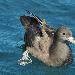 Puffin  pieds ples