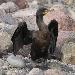 Cormoran à aigrettes