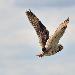 Hibou des marais