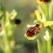 Ophrys petite araigne