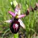Ophrys  grandes fleurs