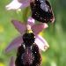 Ophrys de Catalogne
