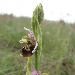 Ophrys de la Durance