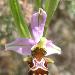 Ophrys des Corbires