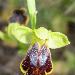 Ophrys  deux lunules