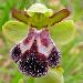 Ophrys de Gascogne