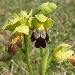 Ophrys des Lupercales