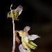 Epipogon sans feuilles
