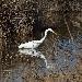 Grande Aigrette