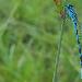 Agrion orn