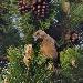 Bec-croisé des sapins