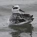 Phalarope à bec large