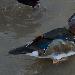 Canard mandarin