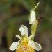 Ophrys du Grsivaudan