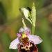 Ophrys du Grsivaudan