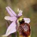 Ophrys brillant