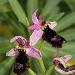 Ophrys aurlien