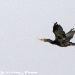 Cormoran africain