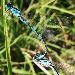 Agrion bleuissant