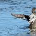 Canard chipeau