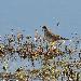 Pipit spioncelle