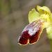 Ophrys  deux lunules