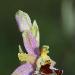 Ophrys de Moris