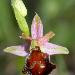 Ophrys de Moris