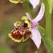 Ophrys presque scolopax