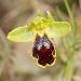 Ophrys de Delforge