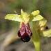 Ophrys sillonn