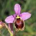 Ophrys d'avril