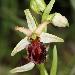 Ophrys prcoce