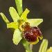 Ophrys verdissant