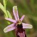 Ophrys de la Drme