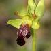 Ophrys zon